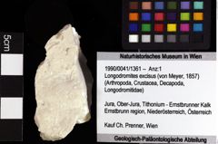 Foto (Objket + Etiketten) von Longodromites excisus (von Meyer, 1857) 